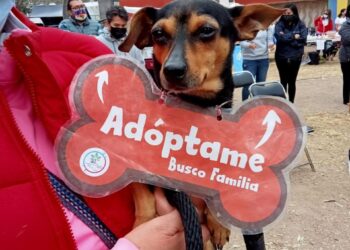 MUNICIPIO DE LA CAPITAL PROMUEVE ACCIONES PARA EL BIENESTAR ANIMAL