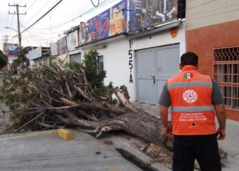 ATENDIÓ PC MUNICIPAL 33 ARBOLES CAÍDOS EN RECIENTE TORMENTA