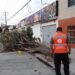 ATENDIÓ PC MUNICIPAL 33 ARBOLES CAÍDOS EN RECIENTE TORMENTA
