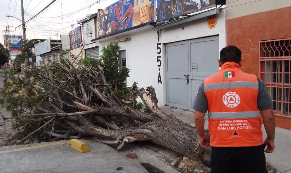 ATENDIÓ PC MUNICIPAL 33 ARBOLES CAÍDOS EN RECIENTE TORMENTA