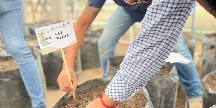 MUNICIPIO ARRANCA PROGRAMA DE HUERTOS URBANOS