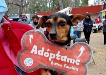 INVITAN AL 2DO FESTIVAL DE ADOPCIÓN CANINA Y FELINA ￼