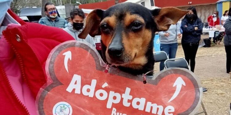 INVITAN AL 2DO FESTIVAL DE ADOPCIÓN CANINA Y FELINA ￼