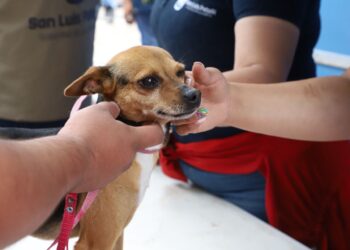 PROGRAMA MUNICIPAL “DE CORAZÓN MI MASCOTA”ATIENDE A MÁS DE 11 MIL 500 MASCOTAS