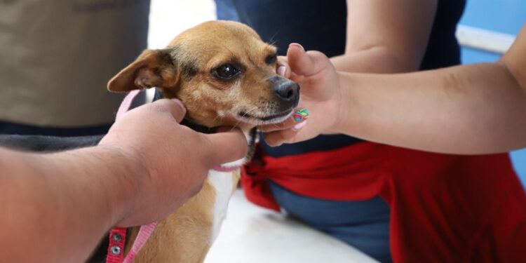 PROGRAMA MUNICIPAL “DE CORAZÓN MI MASCOTA”ATIENDE A MÁS DE 11 MIL 500 MASCOTAS
