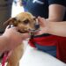 PROGRAMA MUNICIPAL “DE CORAZÓN MI MASCOTA”ATIENDE A MÁS DE 11 MIL 500 MASCOTAS