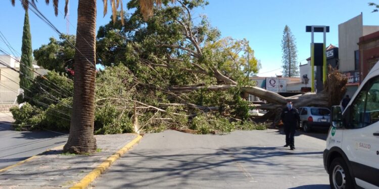 PROTECCIÓN CIVIL MUNICIPAL ACTIVA OPERATIVO EMERGENTE ANTE LOS FUERTES VIENTOS