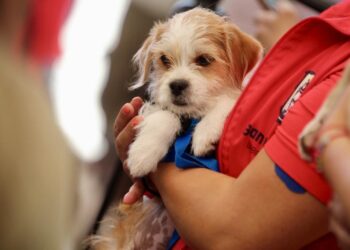 INICIA ALCALDIA EL REGISTRO MUNICIPAL DE MASCOTAS