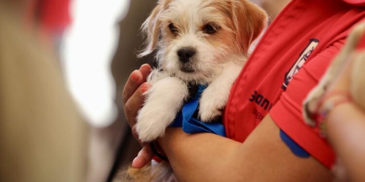 INICIA ALCALDIA EL REGISTRO MUNICIPAL DE MASCOTAS