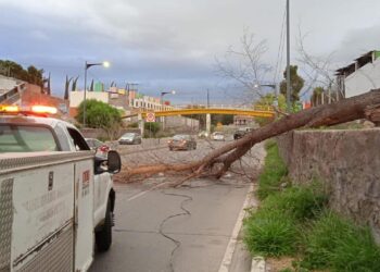 ATIENDE MUNICIPIO REPORTES DE ARBOLES CAIDOS ANTE FUERTES VIENTOS