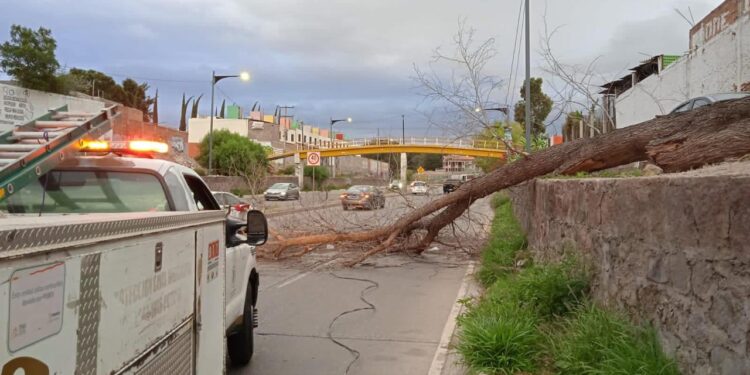 ATIENDE MUNICIPIO REPORTES DE ARBOLES CAIDOS ANTE FUERTES VIENTOS