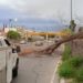 ATIENDE MUNICIPIO REPORTES DE ARBOLES CAIDOS ANTE FUERTES VIENTOS