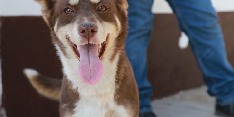 IMPULSA MUNICIPIO PROGRAMA PARA FOMENTAR Y GARANTIZAR BIENESTAR ANIMAL