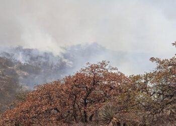 BRIGADISTAS CERTIFICADOS REALIZAN LABORES DE CONTENCIÓN AL FUEGO EN LA SIERRA DE SAN MIGUELITO