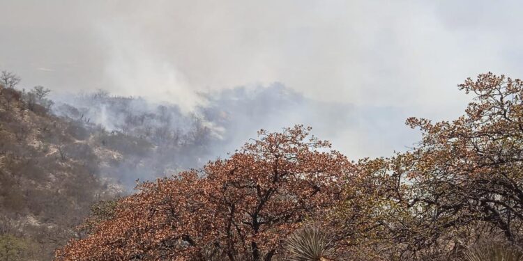 BRIGADISTAS CERTIFICADOS REALIZAN LABORES DE CONTENCIÓN AL FUEGO EN LA SIERRA DE SAN MIGUELITO
