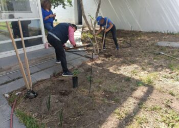 IMPULSA MUNICIPIO REFORESTACIÓN