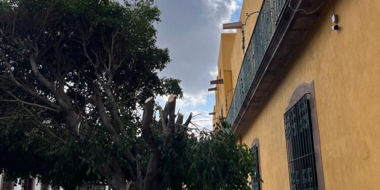 MUNICIPIO IMPONDRA SANCIONES A PODAS NO AUTORIZADAS DE ÁRBOLES