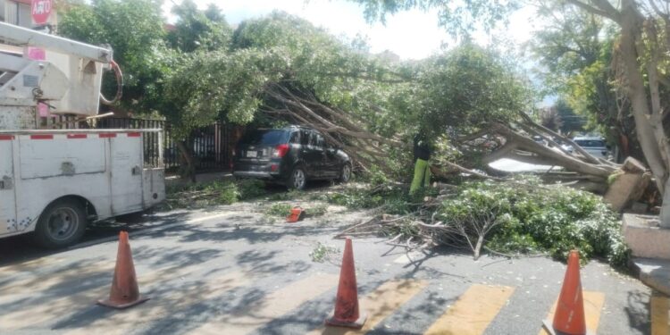 ATIENDE PROTECCION CIVIL MUNICIPAL CAIDAS DE ARBOLES POR FUERTES VIENTOS
