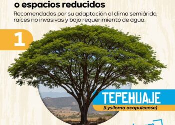 MUNICIPIO RECOMIENDA ESPECIES DE ÁRBOLES IDEALES PARA BANQUETAS Y ESPACIOS REDUCIDOS