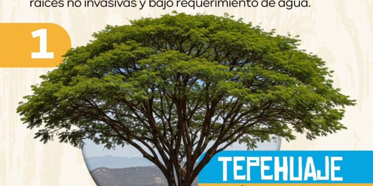 MUNICIPIO RECOMIENDA ESPECIES DE ÁRBOLES IDEALES PARA BANQUETAS Y ESPACIOS REDUCIDOS