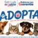 REALIZARÁN JORNADA DE ADOPCIÓN RESPONSABLE DE MASCOTAS