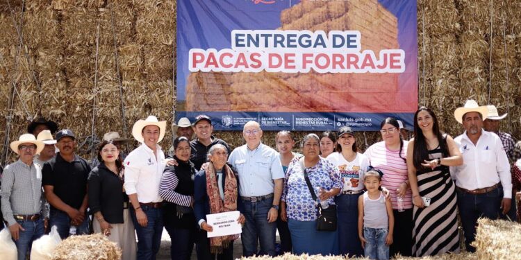 ENTREGAN PACAS DE FORRAJE PARA IMPULSAR A PRODUCTORES PECUARIOS DE LA CAPITAL